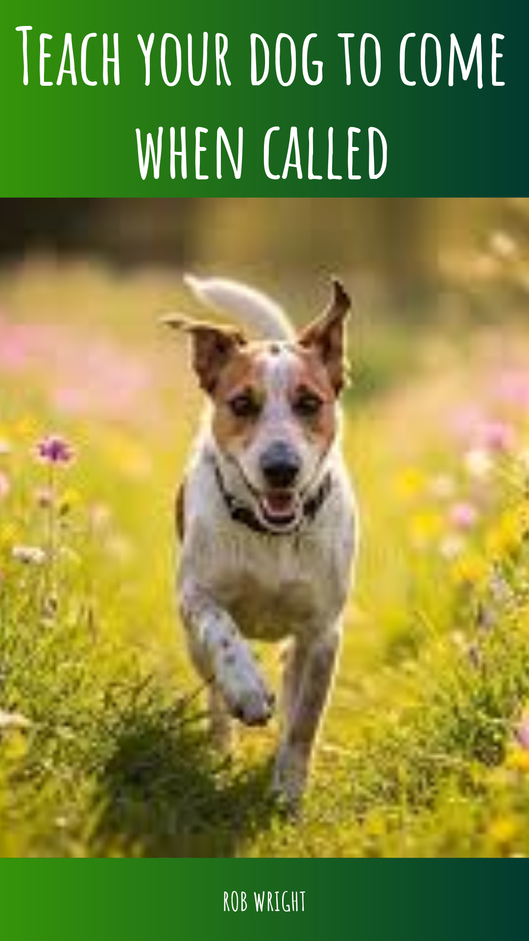 Teach Your Dog To Come When Called